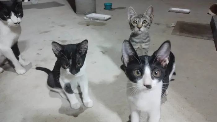 Gato ra a SRD-ViraLata idade 2 a 6 meses nome Sem nome 