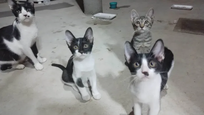 Gato ra a SRD-ViraLata idade 2 a 6 meses nome Sem nome 
