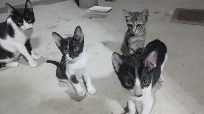 Gato ra a SRD-ViraLata idade 2 a 6 meses nome Sem nome 