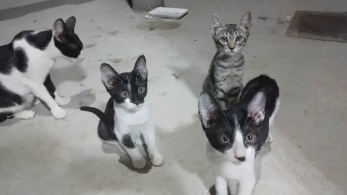 Gato ra a SRD-ViraLata idade 2 a 6 meses nome Sem nome 