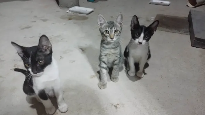 Gato ra a SRD-ViraLata idade 2 a 6 meses nome Sem nome 