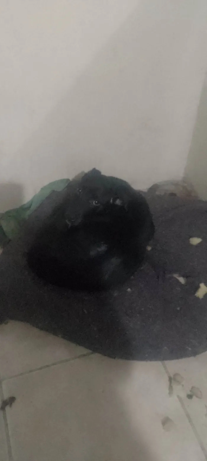 Cachorro ra a SRD-ViraLata idade 7 a 11 meses nome Negão 