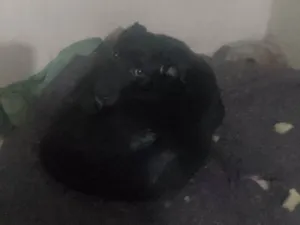 Cachorro raça SRD-ViraLata idade 7 a 11 meses nome Negão 