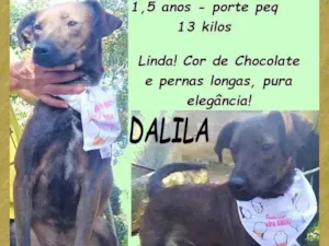 Cachorro raça SRD-ViraLata idade 1 ano nome Dalila