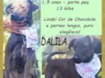 Dalila