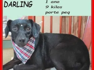 Cachorro raça SRD-ViraLata idade 1 ano nome Darling