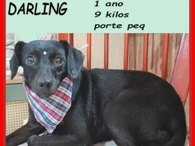 Cachorro ra a SRD-ViraLata idade 1 ano nome Darling
