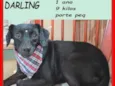 Darling