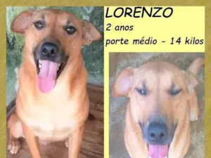 Cachorro raça SRD-ViraLata idade 2 anos nome Lorenzo