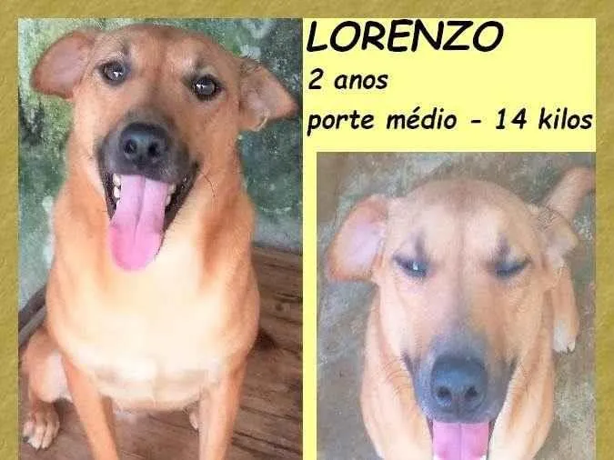 Cachorro ra a SRD-ViraLata idade 2 anos nome Lorenzo