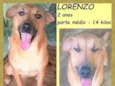 Lorenzo