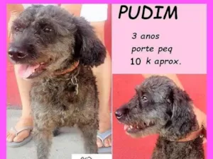 Cachorro raça SRD-ViraLata idade 3 anos nome Pudim
