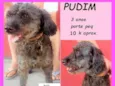 Pudim