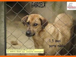 Cachorro raça SRD-ViraLata idade 1 ano nome Gabriela
