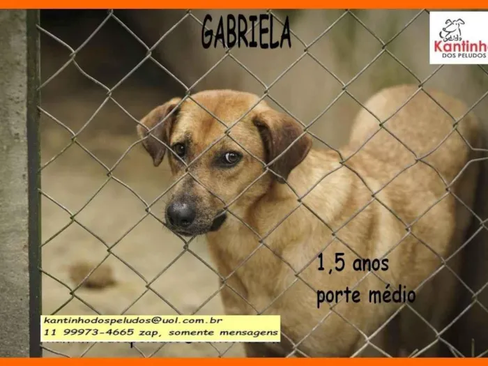 Cachorro ra a SRD-ViraLata idade 1 ano nome Gabriela