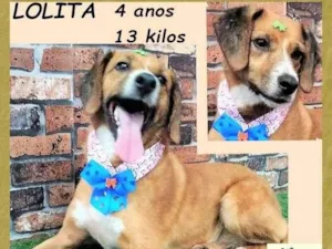 Cachorro raça SRD-ViraLata idade 4 anos nome Lolita