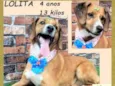 Lolita