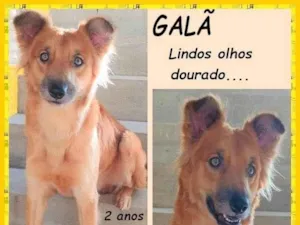 Cachorro raça SRD-ViraLata idade 2 anos nome Galã