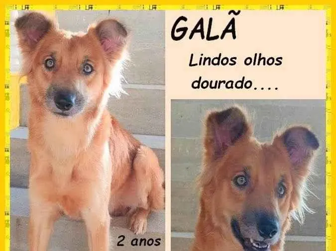 Cachorro ra a SRD-ViraLata idade 2 anos nome Galã