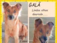 Galã