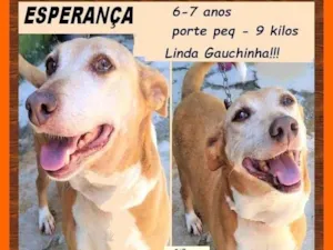 Cachorro raça SRD-ViraLata idade 6 ou mais anos nome Esperança