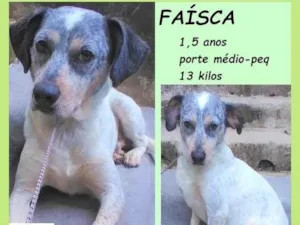 Cachorro raça SRD-ViraLata idade 1 ano nome Faísca