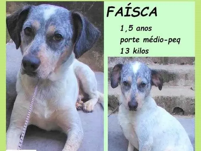 Cachorro ra a SRD-ViraLata idade 1 ano nome Faísca