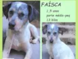 Faísca