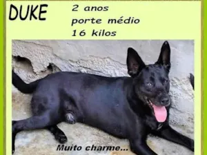 Cachorro raça SRD-ViraLata idade 2 anos nome Duke