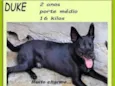 Duke