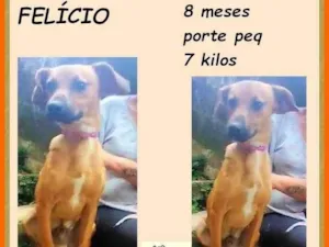 Cachorro raça SRD-ViraLata idade 7 a 11 meses nome Felício