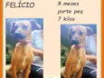 Felício