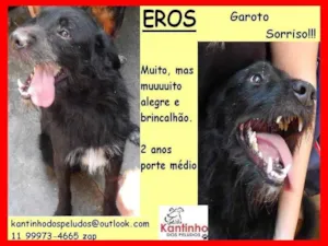 Cachorro raça SRD-ViraLata idade 2 anos nome Eros
