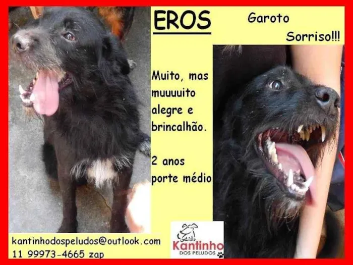 Cachorro ra a SRD-ViraLata idade 2 anos nome Eros