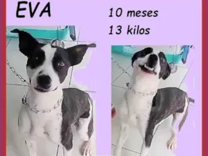 Cachorro raça SRD-ViraLata idade 7 a 11 meses nome Eva