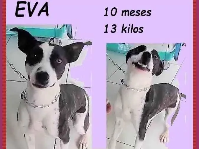 Cachorro ra a SRD-ViraLata idade 7 a 11 meses nome Eva