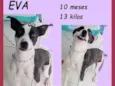 Eva