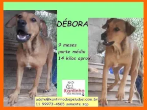 Cachorro raça SRD-ViraLata idade 2 a 6 meses nome Débora