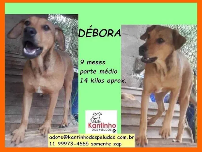 Cachorro ra a SRD-ViraLata idade 2 a 6 meses nome Débora