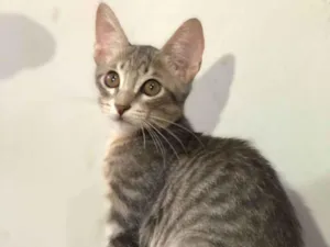 Gato raça SRD-ViraLata idade Abaixo de 2 meses nome Lobinho, marisol, britty, lino e cinza claro