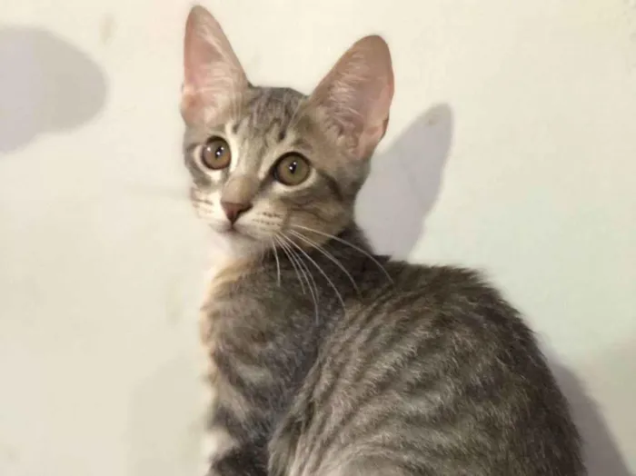 Gato ra a SRD-ViraLata idade Abaixo de 2 meses nome Lobinho, marisol, britty, lino e cinza claro