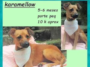 Cachorro raça SRD-ViraLata idade 2 a 6 meses nome Karamelow
