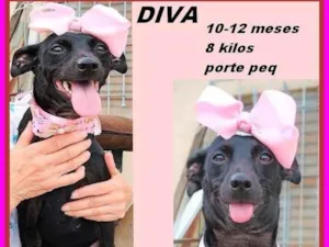 Cachorro raça SRD-ViraLata idade 7 a 11 meses nome Diva