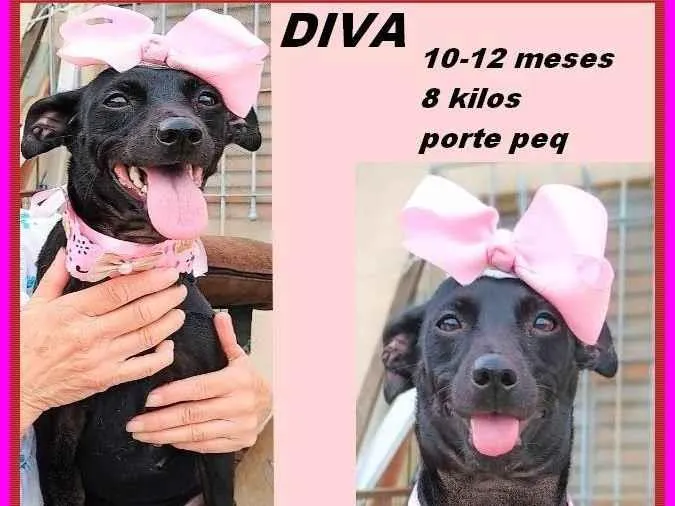 Cachorro ra a SRD-ViraLata idade 7 a 11 meses nome Diva