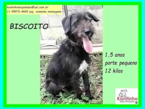 Cachorro raça SRD-ViraLata idade 1 ano nome Biscoito