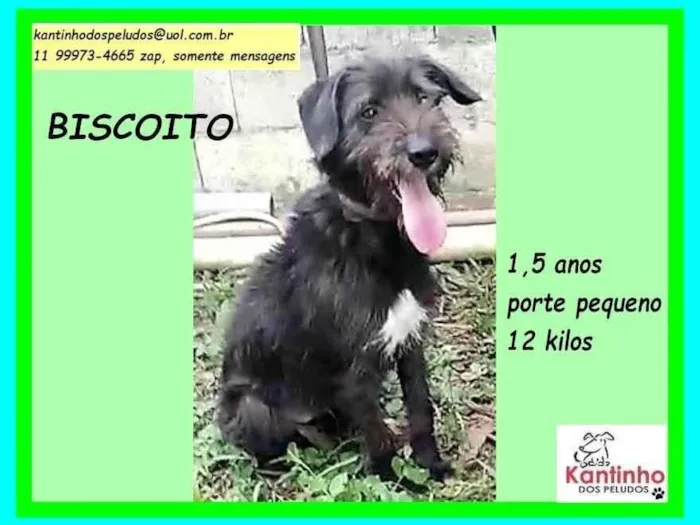 Cachorro ra a SRD-ViraLata idade 1 ano nome Biscoito