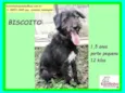 Biscoito