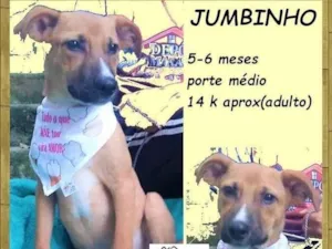 Cachorro raça SRD-ViraLata idade 2 a 6 meses nome Jumbinho