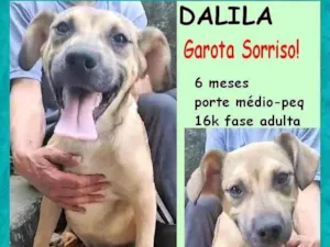Cachorro raça SRD-ViraLata idade 2 a 6 meses nome Dalila