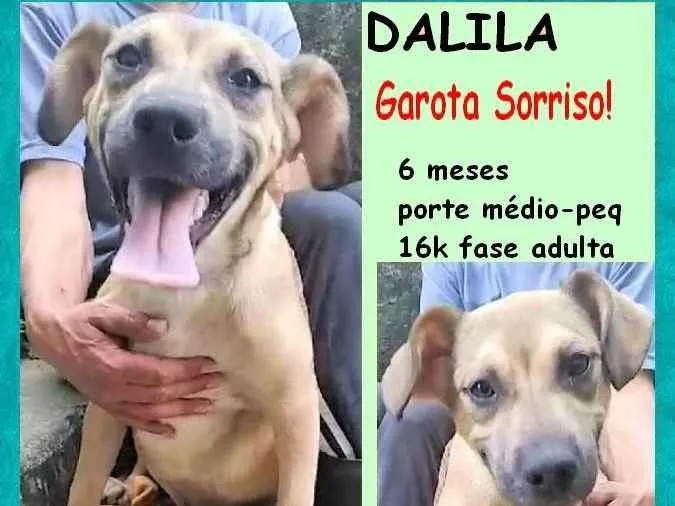 Cachorro ra a SRD-ViraLata idade 2 a 6 meses nome Dalila